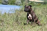 STAFFIE 210
